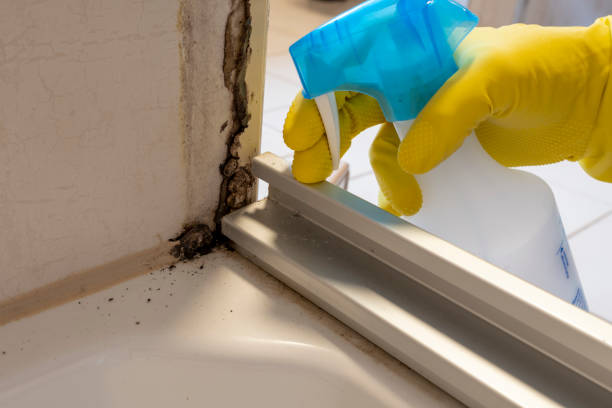 Best Commercial Mold Removal  in Mont Alto, PA