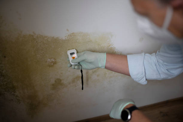 Best Toxic Mold Removal  in Mont Alto, PA