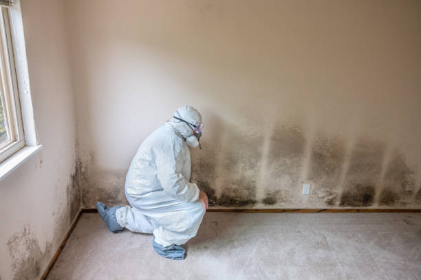 Best Certified Mold Removal  in Mont Alto, PA