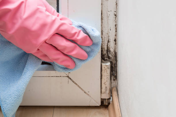 Best Attic Mold Removal  in Mont Alto, PA